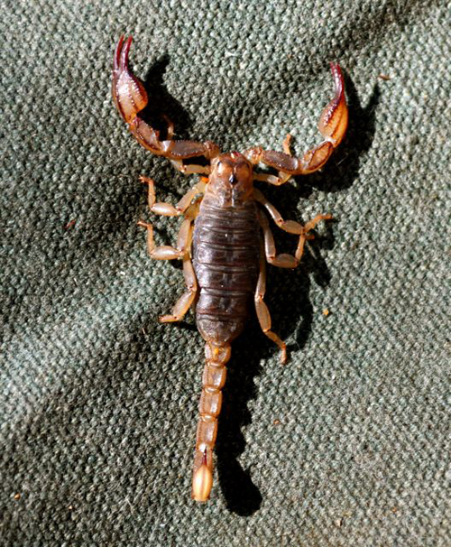 Scorpion at Lodgepole, Sequoia National Park, Giles Timms 2009 Scorpion at Lodgepole, Sequoia National Park, Giles Timms 2009