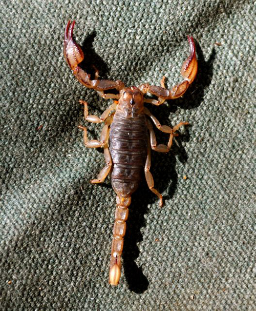 Scorpion at Lodgepole, Sequoia National Park, Giles Timms 2009