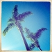Longbeach Palms