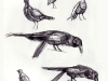 birds_01f.jpg
