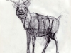 deerB_01f.jpg